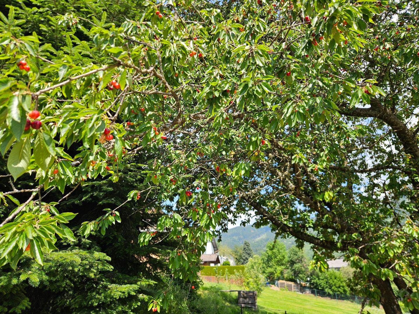 Kirschbaum